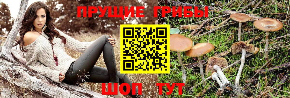 Галлюциногенные грибы Cubensis Ачинск