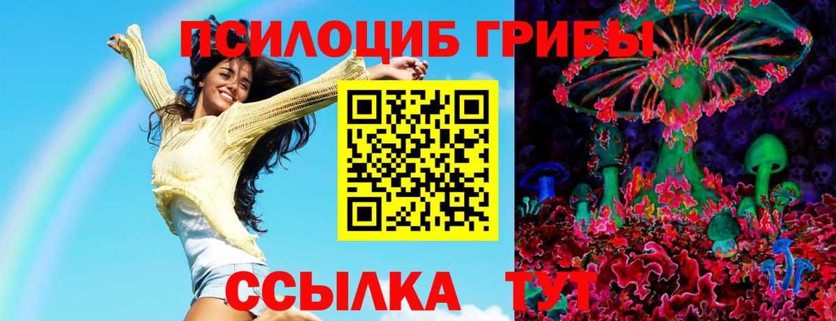 Галлюциногенные грибы Psilocybe Ачинск